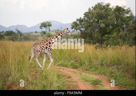 Rothschild Giraffe (Giraffa camelopardalis rothschildi), Kidepo Valley National Park, Uganda Stock Photo