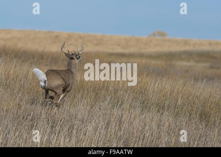 A running Whitetail Deer in North Dakota Stock Photo: 91811634 - Alamy