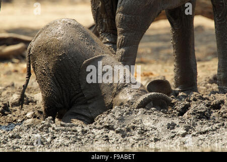 Baby elephant having a mud bath, Mana Pools, Zimbabwe