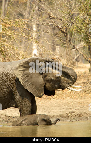 African elephants having a mud bath, Mana Pools, Zimbabwe Stock Photo