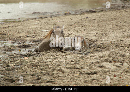 Two warthogs cooling off in the mud Stock Photo