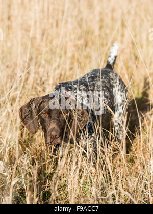 German Shorthair on point Stock Photo