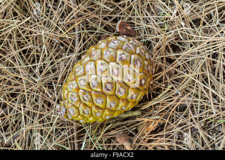 Stone pine, Pinus pinea, cone, containing edible pine-nuts Stock Photo