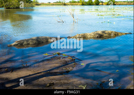 Sacred crocodiles in Sabou, Burkina Faso, Africa Stock Photo