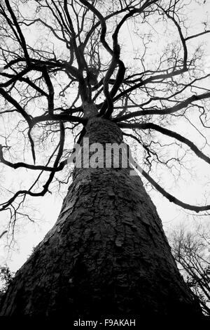 Black and white tree, Pittencrieff Park Dunfermline Fife Scotland Stock Photo