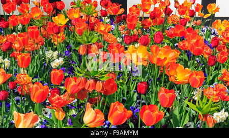 Tulips (Tulipa sp.), pansies (Viola sp.) and daffodils (Narcissus sp.) in flowerbed, Germany Stock Photo