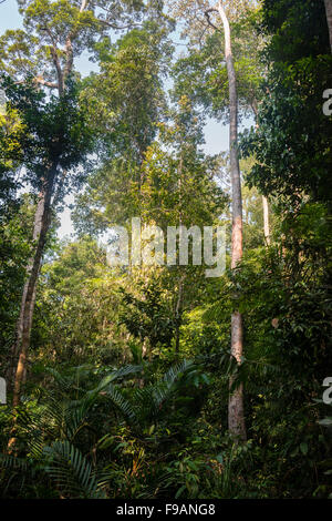 Thicket, trees, jungle, Kuala Tahan, Taman Negara, Malaysia Stock Photo