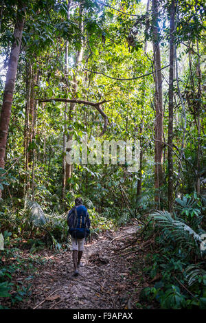 Hikers, man walking on jungle trail, Kuala Tahan, Taman Negara, Malaysia Stock Photo