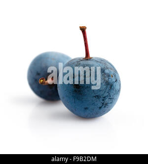 Blackthorn close-up isolated on a white Stock Photo