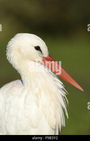 White Stork - Ciconia ciconia. Stock Photo
