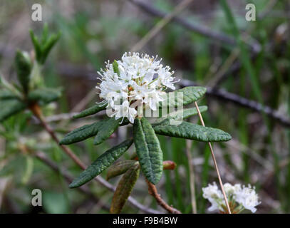 how does labrador tea adapt to the tundra