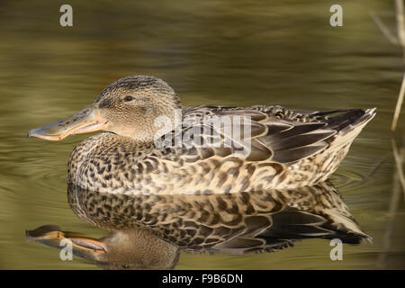 Shoveler - Anas clypeata - female. Stock Photo