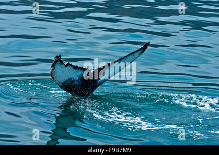 Watching humpback whale just before a dive at Husavik bay area Stock ...