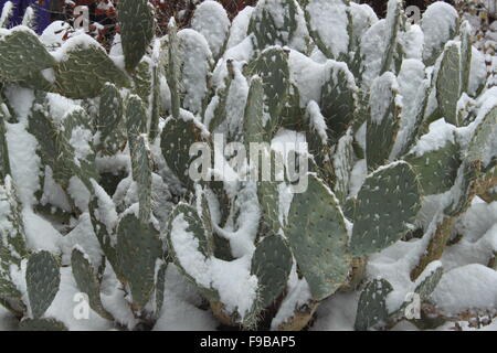 Prickly Pear Cacti in the Snow Sedona Arizona USA Stock Photo