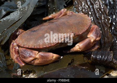 Brown Crab (Cancer Pagarus) Stock Photo