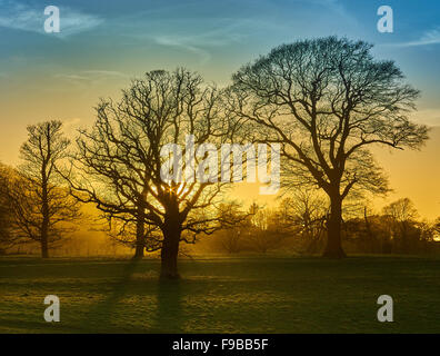 Trees in winter in a parkland setting, backlit by the setting sun Stock Photo