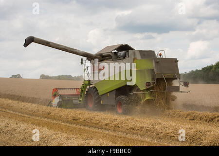 Powerful agricultural farm machine (Claas combine harvester) working in wheat field cutting ripe grain crop at harvest - North Yorkshire, England UK. Stock Photo