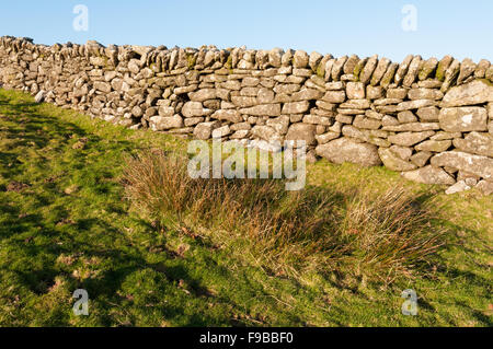 Grey lichen covered drystone wall on Dartmoor with clump of Juncus rushes on foreground Stock Photo