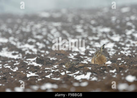 Two well camouflaged Brown Hares / European Hares ( Lepus europaeus ) sits hidden on a snow covered field, cold and bad weather. Stock Photo