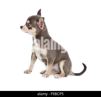 Chocolate and white Chihuahua puppy, 8 weeks old, standing in front of white background Stock Photo