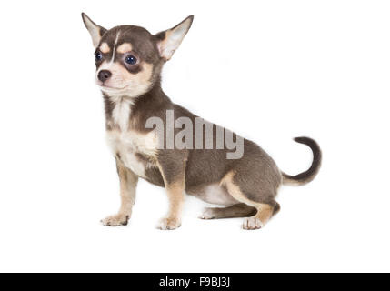 Chocolate and white Chihuahua puppy, 8 weeks old, standing in front of white background Stock Photo