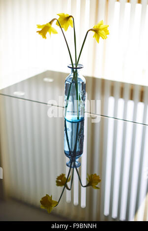 Three yellow daffodils in a blue glass vase indoors on a glass table with reflections from a window with blinds Stock Photo