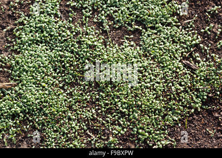 young clover sprouts densely grow from the earth Stock Photo