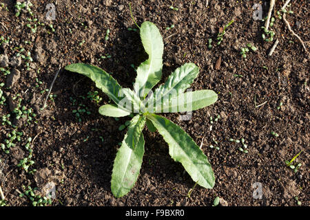 sowthistle sprouted from the ground among the young clover sprouts Stock Photo