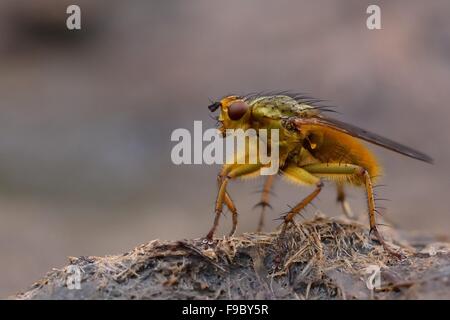 Common yellow dung fly (Scathophaga stercoraria) standing on cow pat Stock Photo