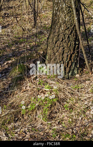 Spring forest landscape with white flowers and birch tree. Stock Photo