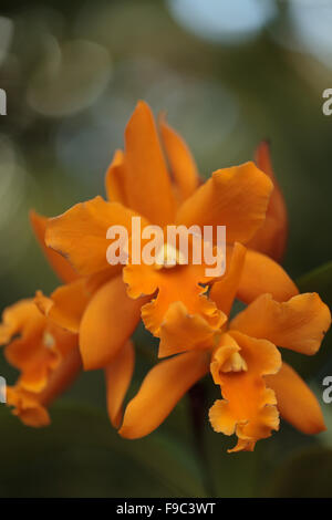 Cattleya orchid flower blooms in summer in Hawaii in a botanical garden Stock Photo