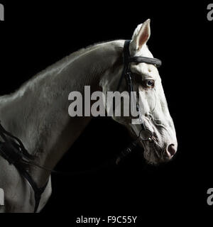 Closeup portrait white horse in the dark Stock Photo