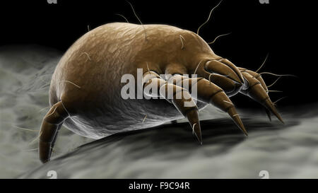 Microscopic visualization of a dust mite. Stock Photo