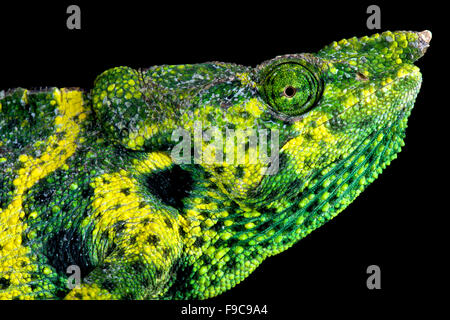 Meller's chameleon (Trioceros melleri) Stock Photo