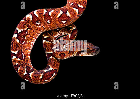 Madagascar tree boa (Sanzinia madagascariensis) Stock Photo