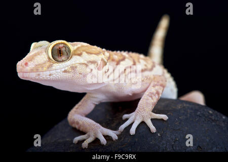 Ocelot gecko (Paroedura pictus) Stock Photo