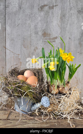 eggs in a nest placed on small watering with daffodils on wooden background Stock Photo