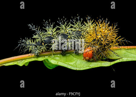 Neotropical caterpillar with stinging spines of a silk moth (Leucanella sp., Saturniidae), Yasuni National Park, Ecuador Stock Photo