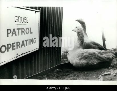 1964 - Operation Gouse Patrol !!!: Thieves beware Operation Goose Patrol has moved into the company site of C.A.G. Ltd, a haulage company in South London. The recent Act of Parliament, outlawing guard dogs unless under the control of a qualified handler. has enabled the high flying geese to to get to grips with the job of looking after the company premises, The geese are wild, noisy and can bite viciously if you get caught The one snag that the hualage company have come up against, is that the company premises back on to river Thames and many of the geesex keep trying to escape into the river. Stock Photo