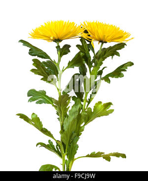 Two yellow chrysanthemums. Isolated  on white background Stock Photo