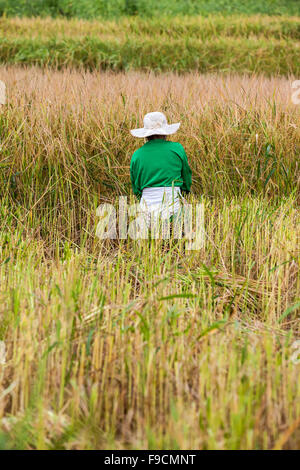 in the middel of the day an working man work on the rice field Stock Photo