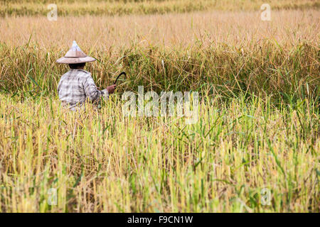 in the middel of the day an working man work on the rice field Stock Photo