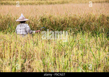 in the middel of the day an working man work on the rice field Stock Photo