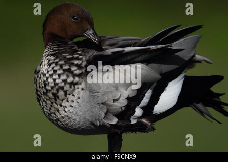 Australian Wood Duck (Maned Goose) Stock Photo