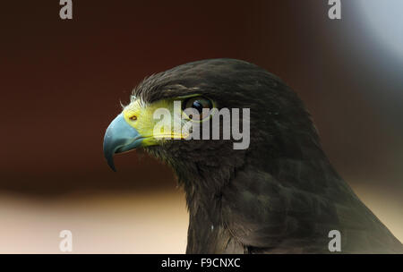 Booted Eagle Stock Photo