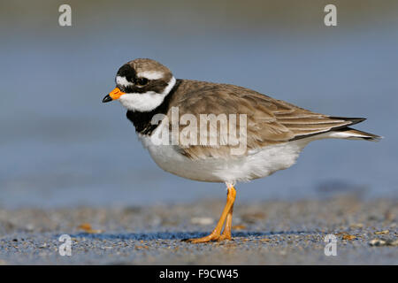 Great Ringed Plover / Common Ringed Plover ( Charadrius hiaticula ) tripping along the driftline; North Sea, Germany. Stock Photo