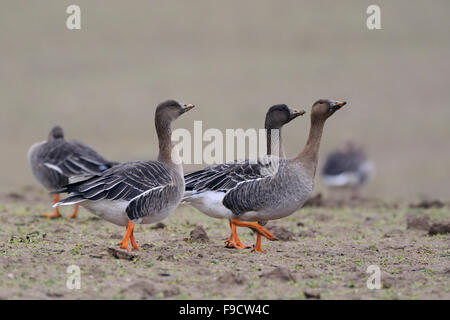 Bean Geese / Saatgaense ( Anser fabalis ) rests on a field, walking away, threatening. Stock Photo