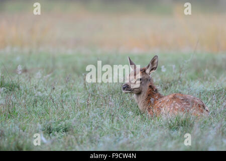 Fawn of Red Deer / Rothirsch ( Cervus elaphus ) rests in dew wet grass, looks back over its shoulder, Europe. Stock Photo