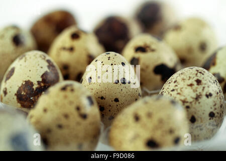 Bunch of quail eggs Stock Photo