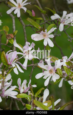 Magnolia, Rosa Sternmagnolie, Magnolie, Magnolien, Magnolienbaum, Kreuzung zwischen Magnolia stellata und Magnolia kobus Stock Photo